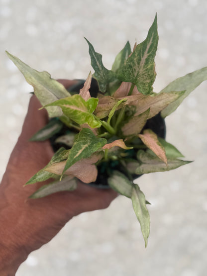 Syngonium 'Mickey'