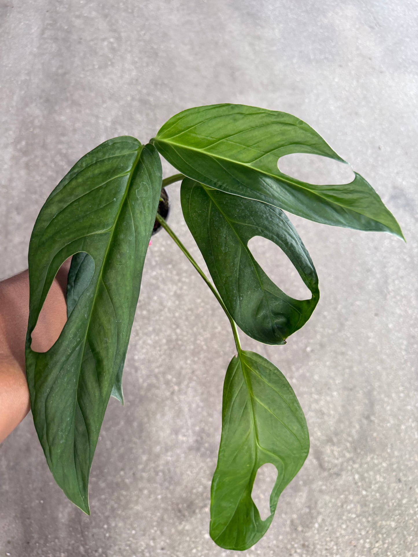 Monstera Obliqua Colombia