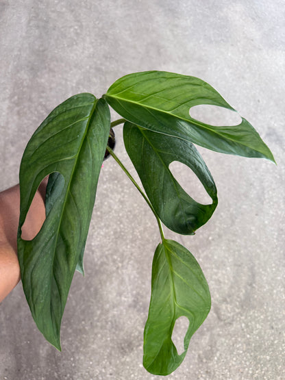 Monstera Obliqua Colombia