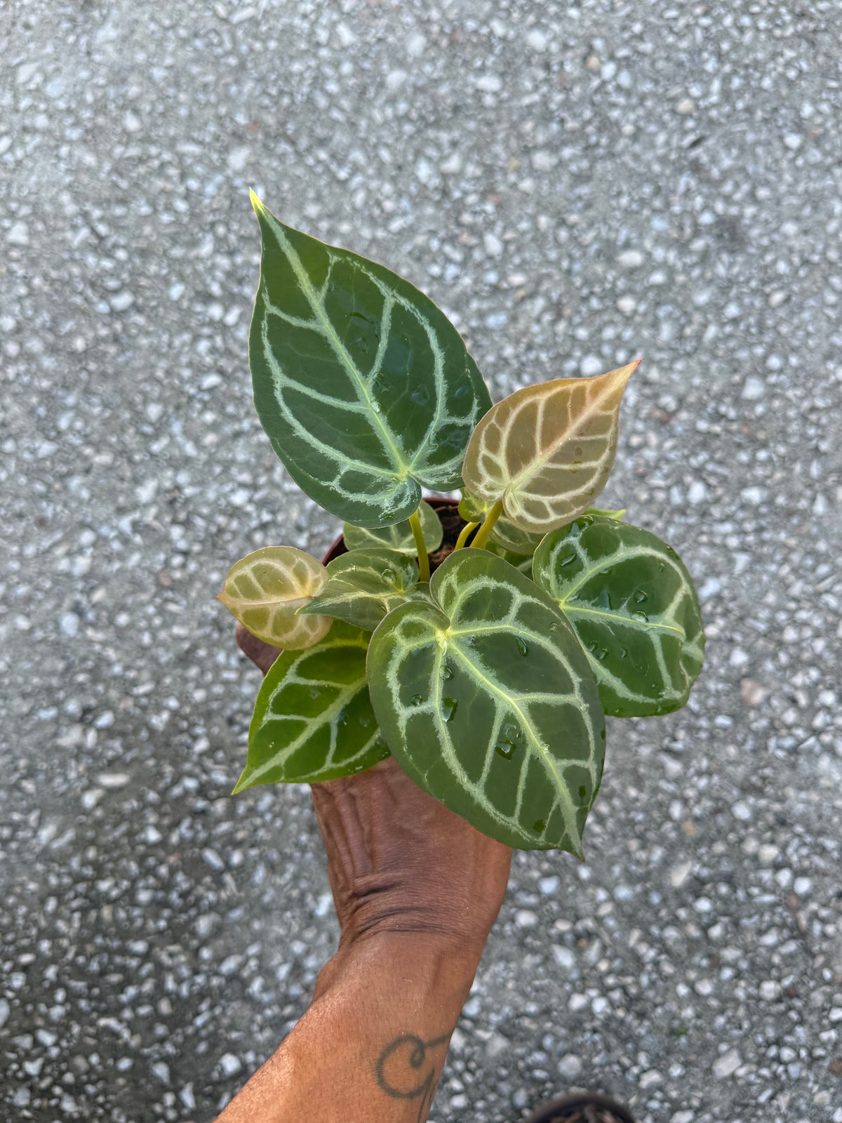 Anthurium Crystallinum Silver Tiger