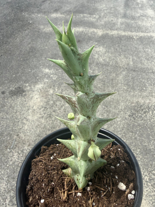 Caralluma hesperidum