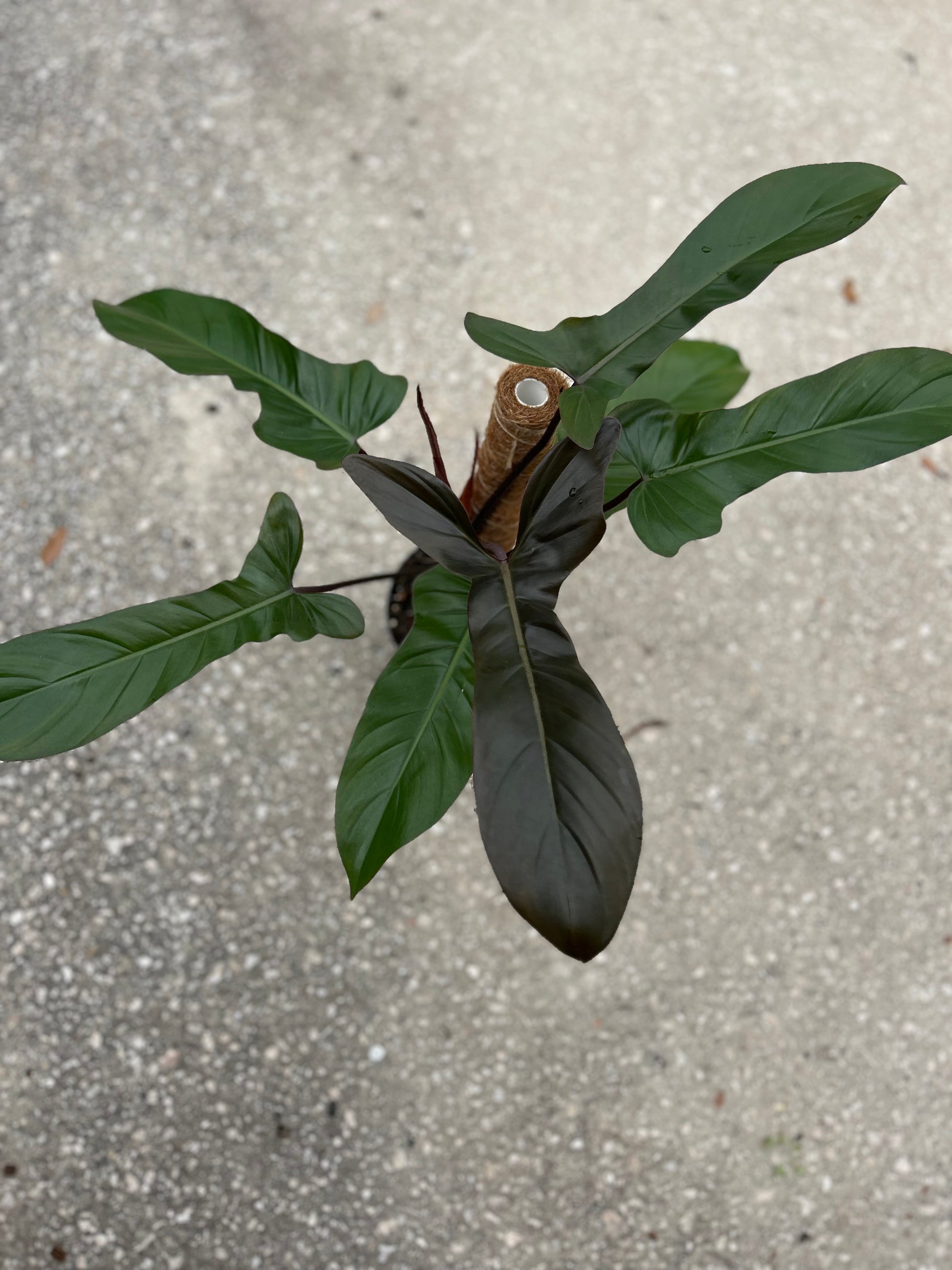 bronze serrated leaf climbing philodendron Philodendron 'Florida Bronze' – Prop & Grow Plant Shop