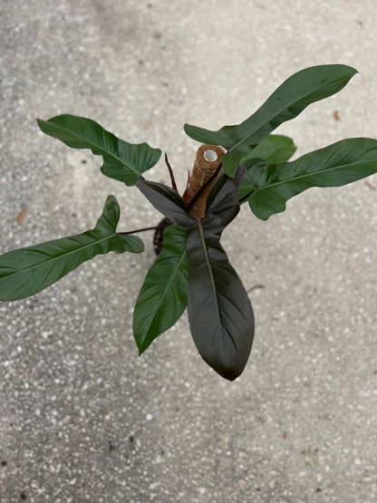 Philodendron 'Florida Bronze'