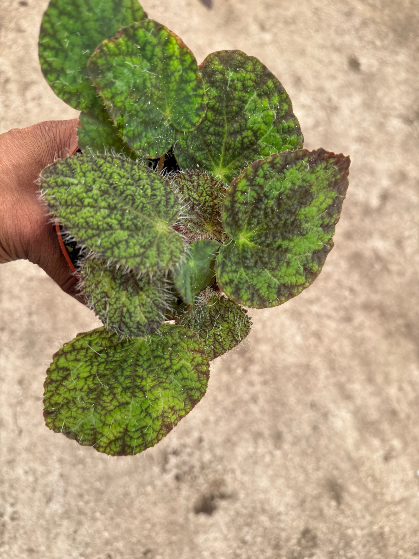 Begonia longicilata sizemoreae
