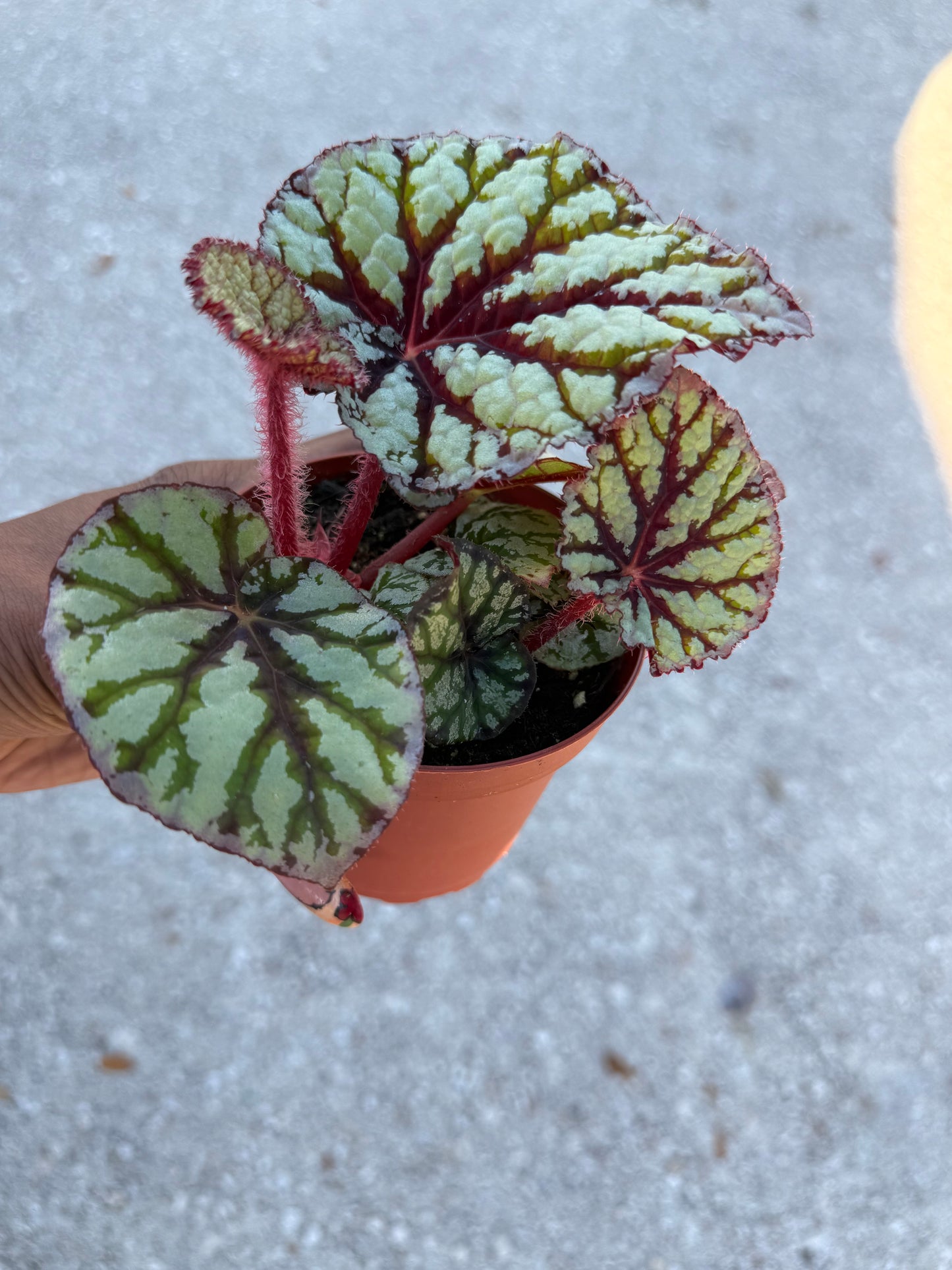 Begonia Rex ‘Fedor’