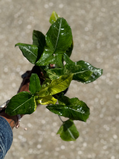 Syngonium 'Scrambled Egg'