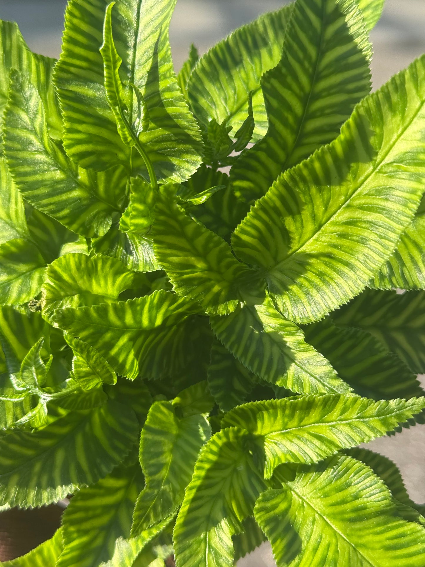Coniogramme Emeiensis 'Golden Zebra Fern'