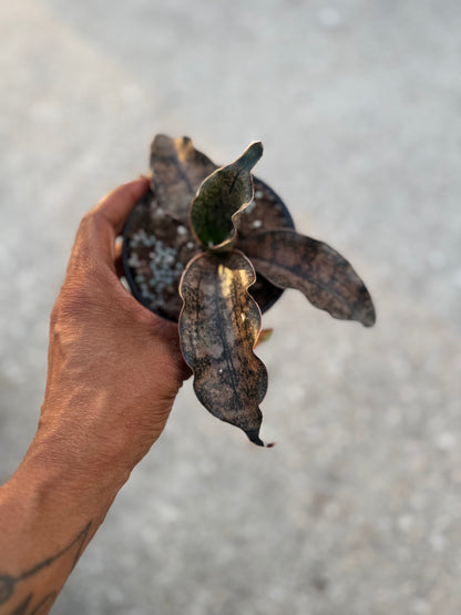 Sansevieria Kirkii Coppertone