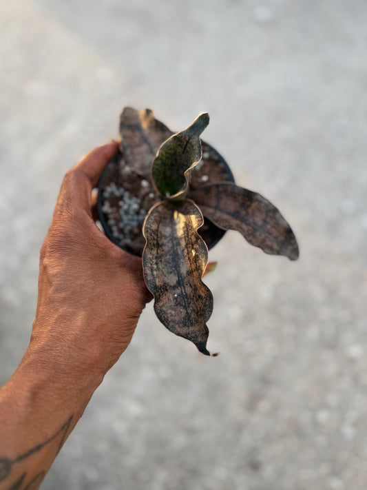 Sansevieria Kirkii Coppertone