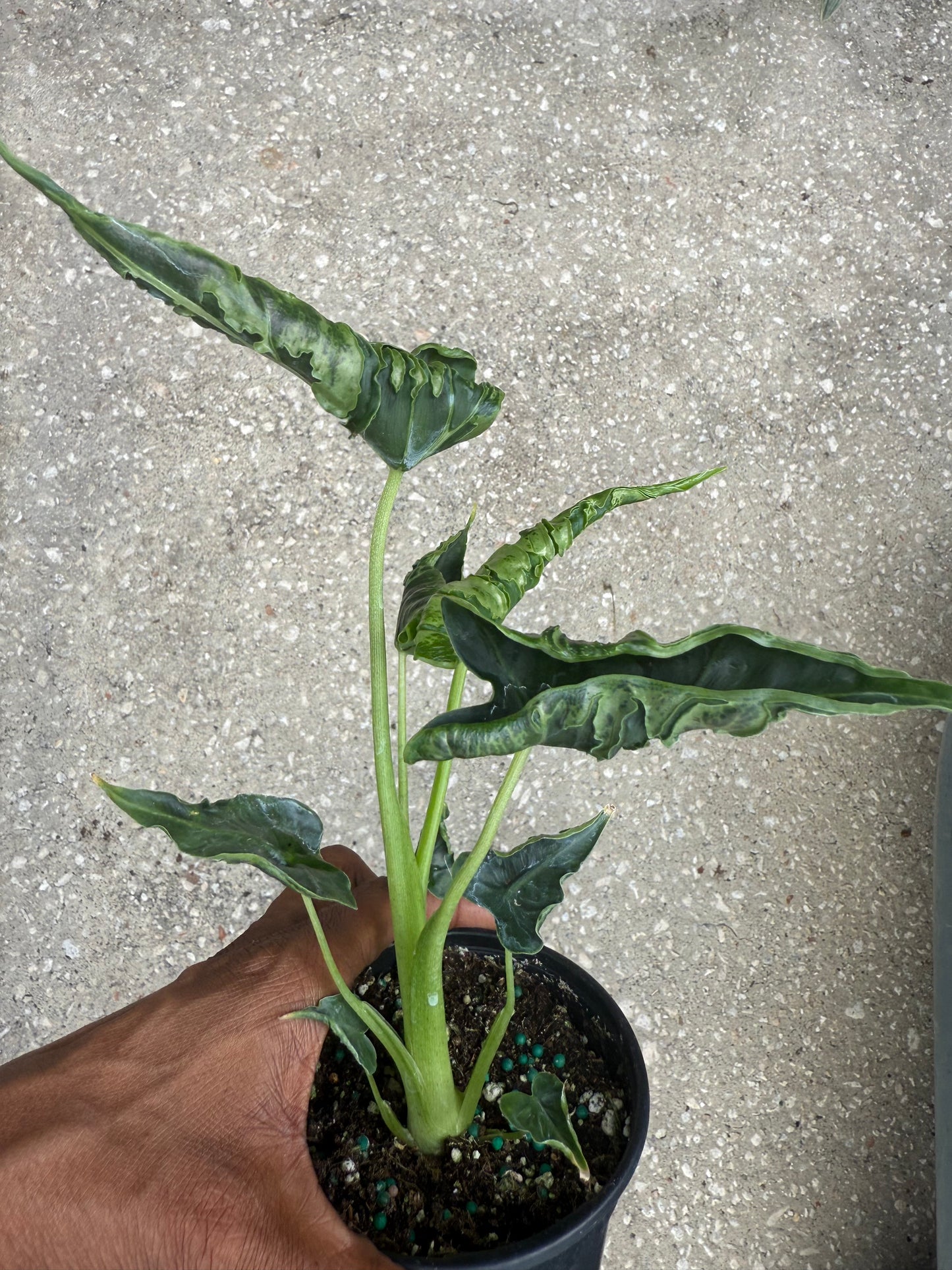 Alocasia Green Velvet Frydek Mutation