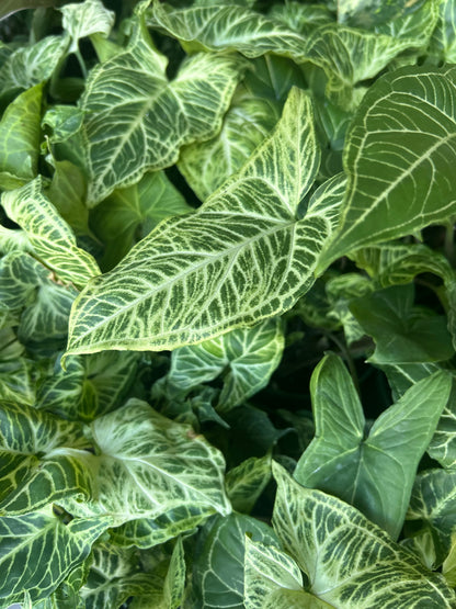 Syngonium Batik