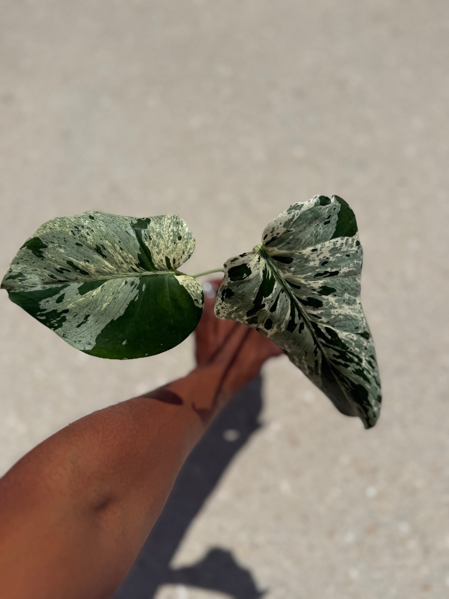 Monstera Vietciosa