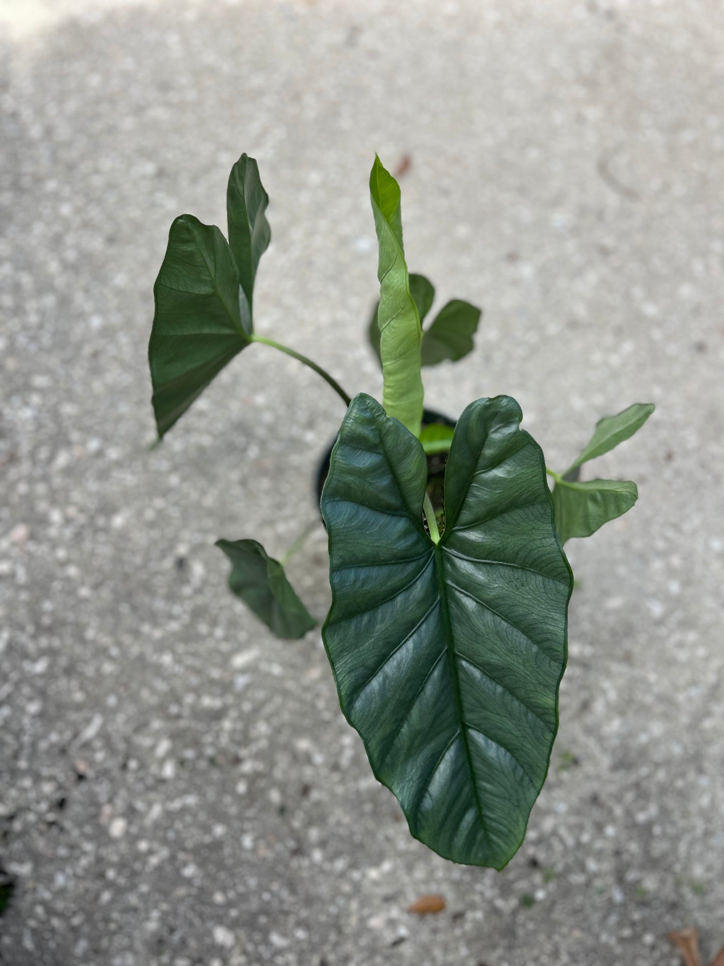 Alocasia Corozon