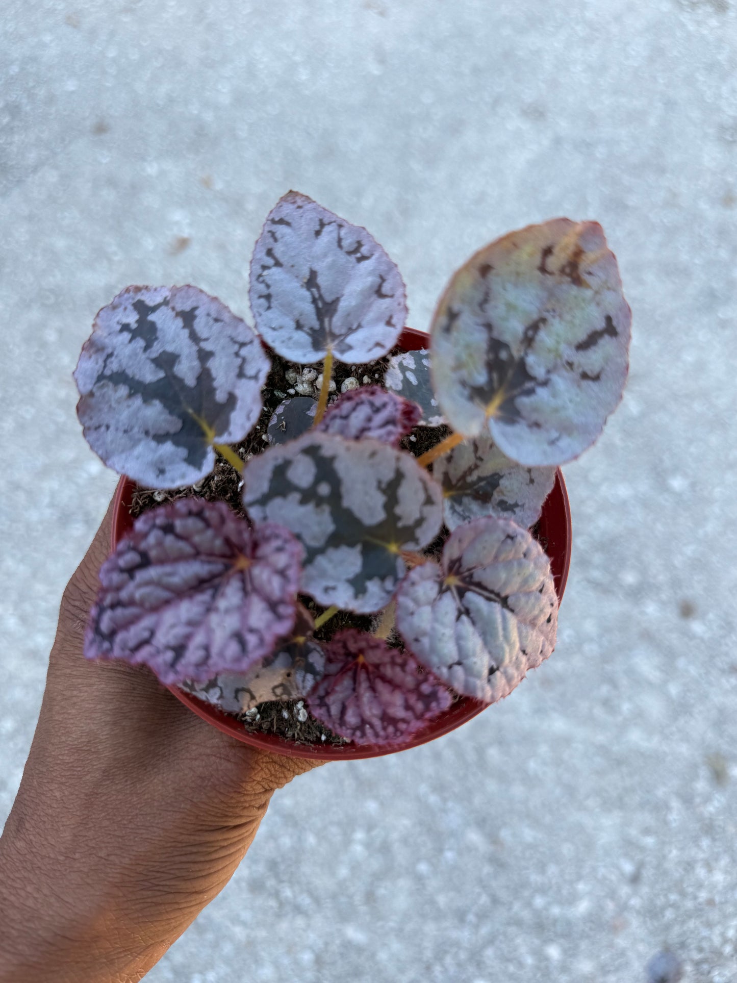 Begonia Silver Dollar