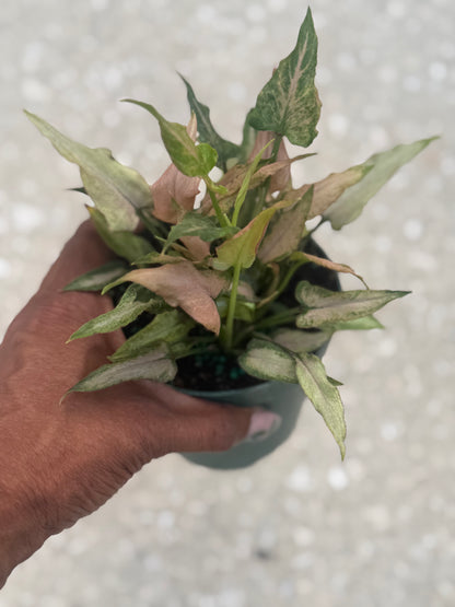 Syngonium 'Mickey'