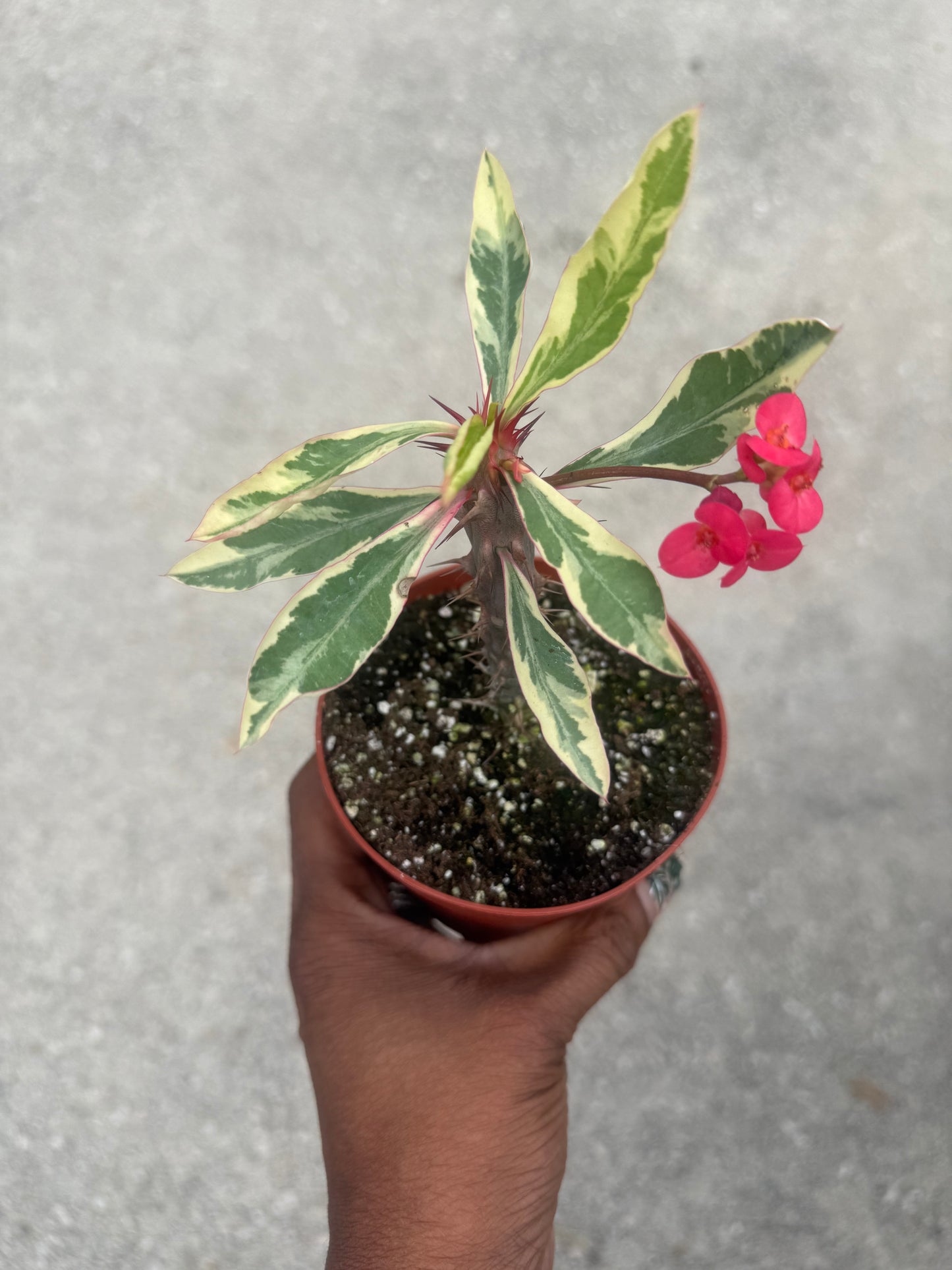 Variegated Crown of Thorns