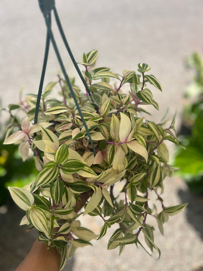 Tradescantia 'Tri-color'