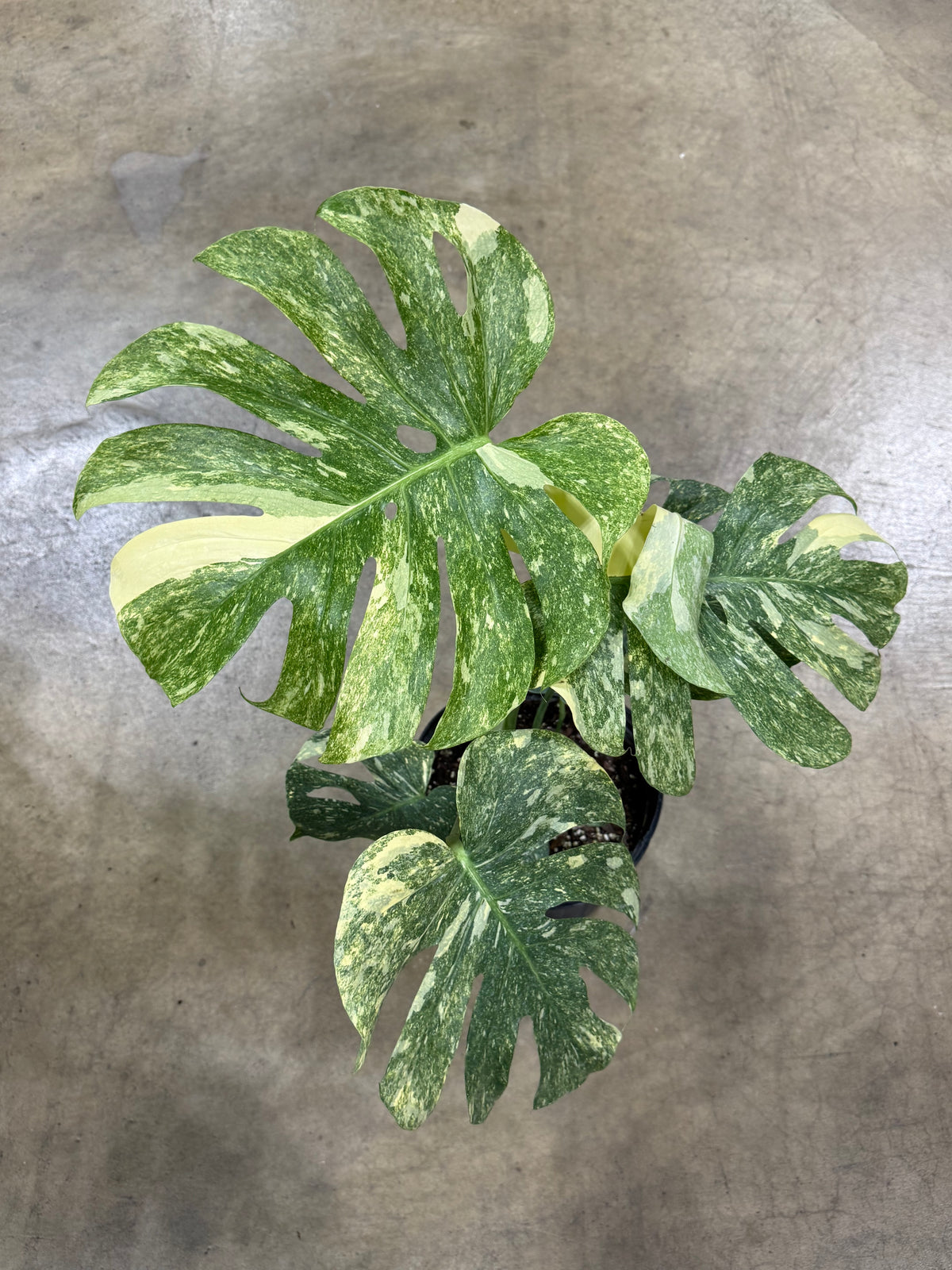 Monstera Green Snow