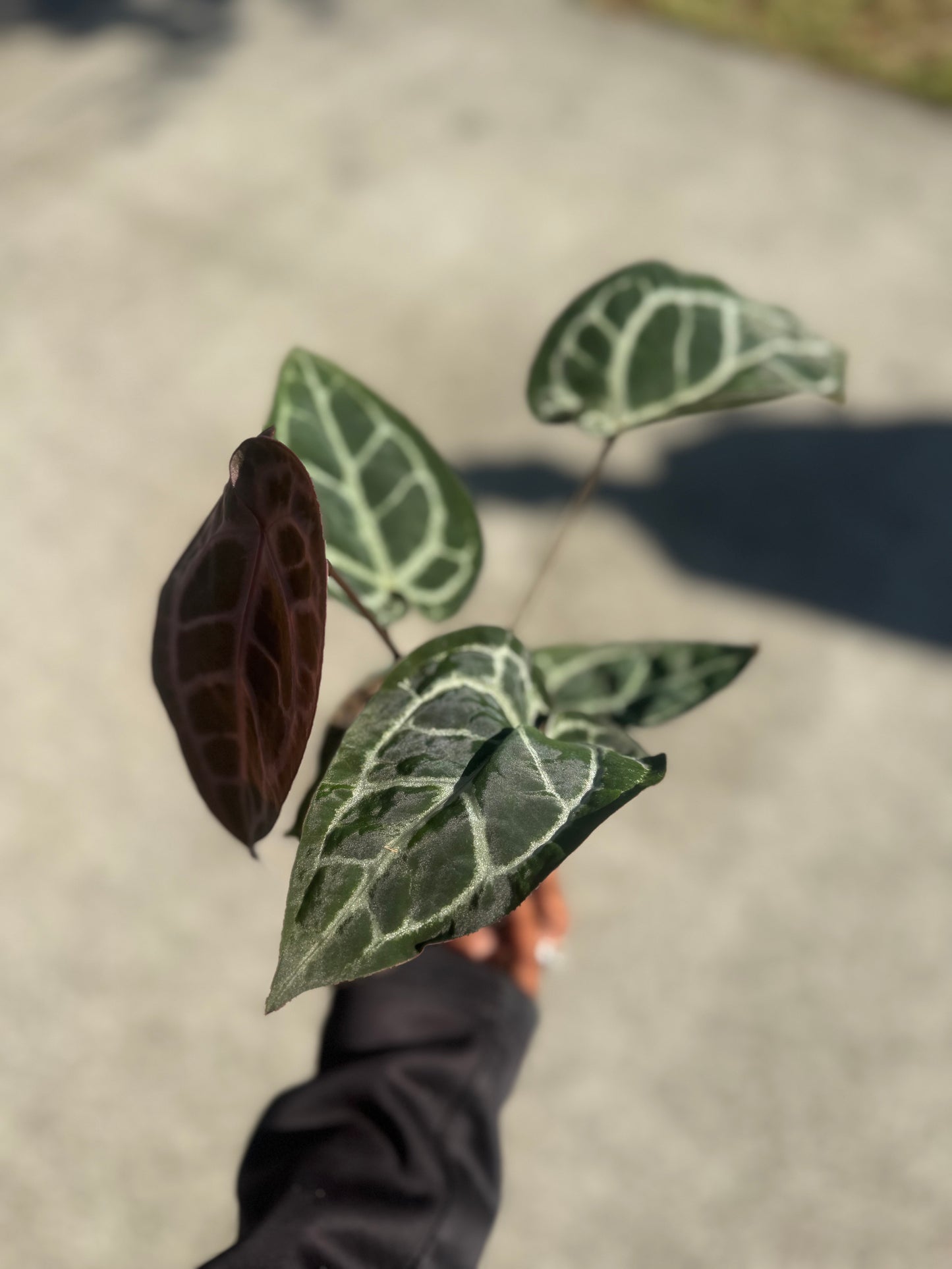 Anthurium Michelle x SKG Silver