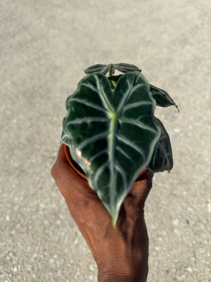 Alocasia Parasol ‘Mandalay’