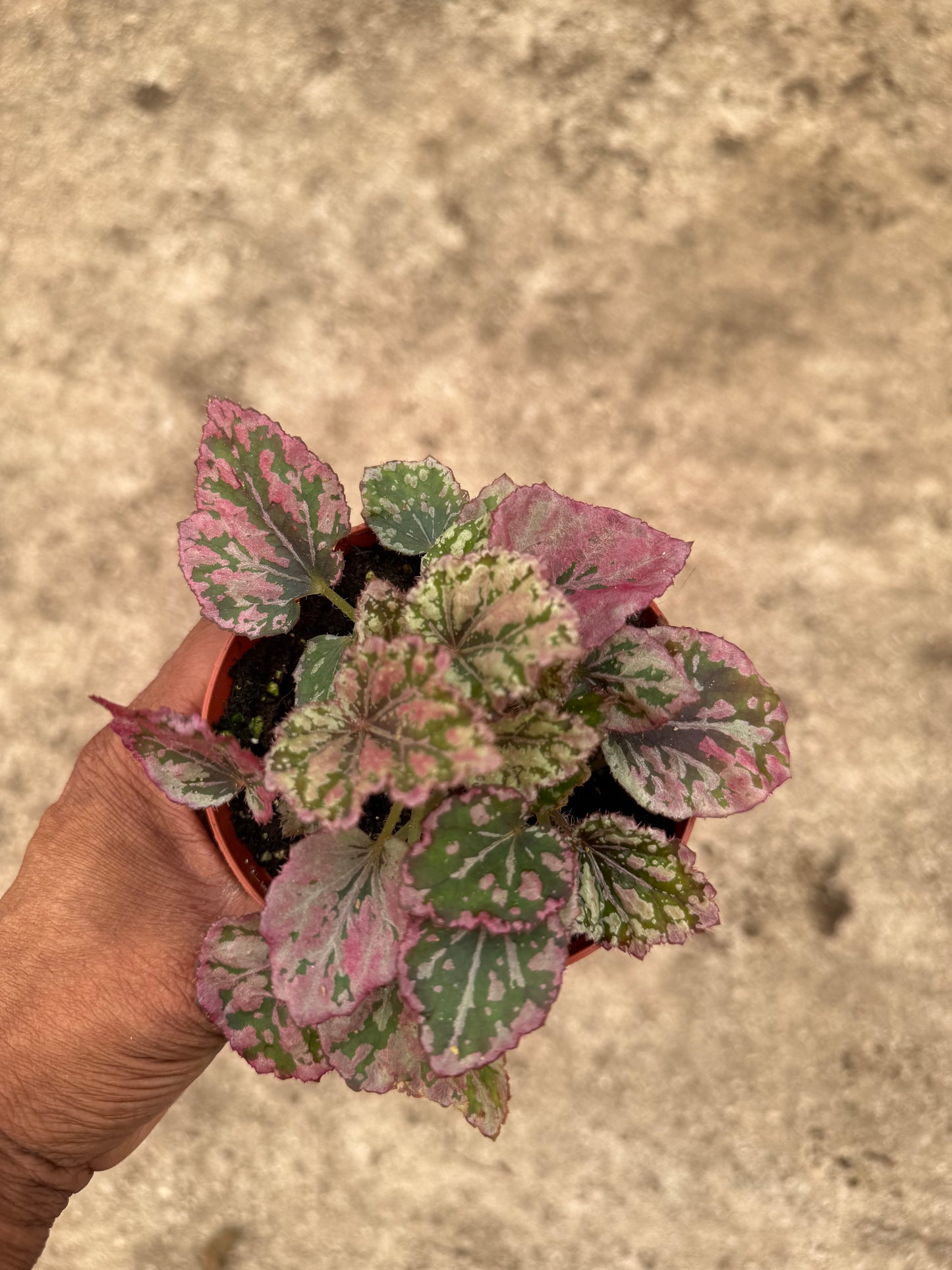 Begonia Venetian Red