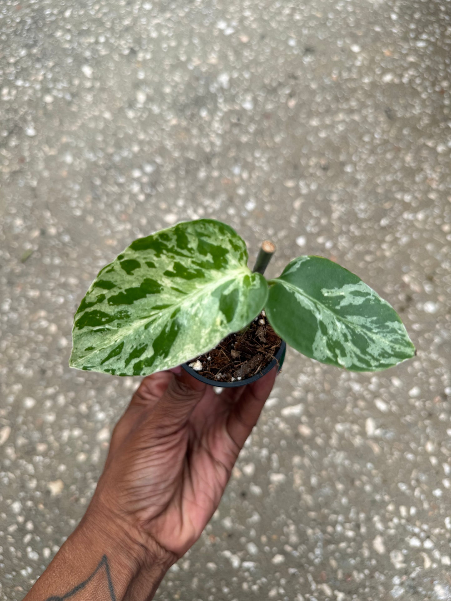 Monstera deliciosa 'Bulbasaur