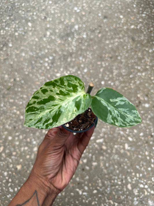 Monstera deliciosa 'Bulbasaur