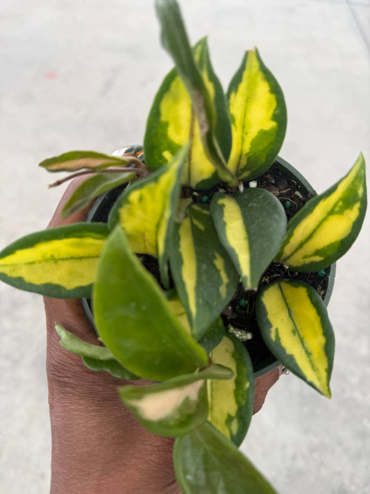 Hoya Carnosa Exotica