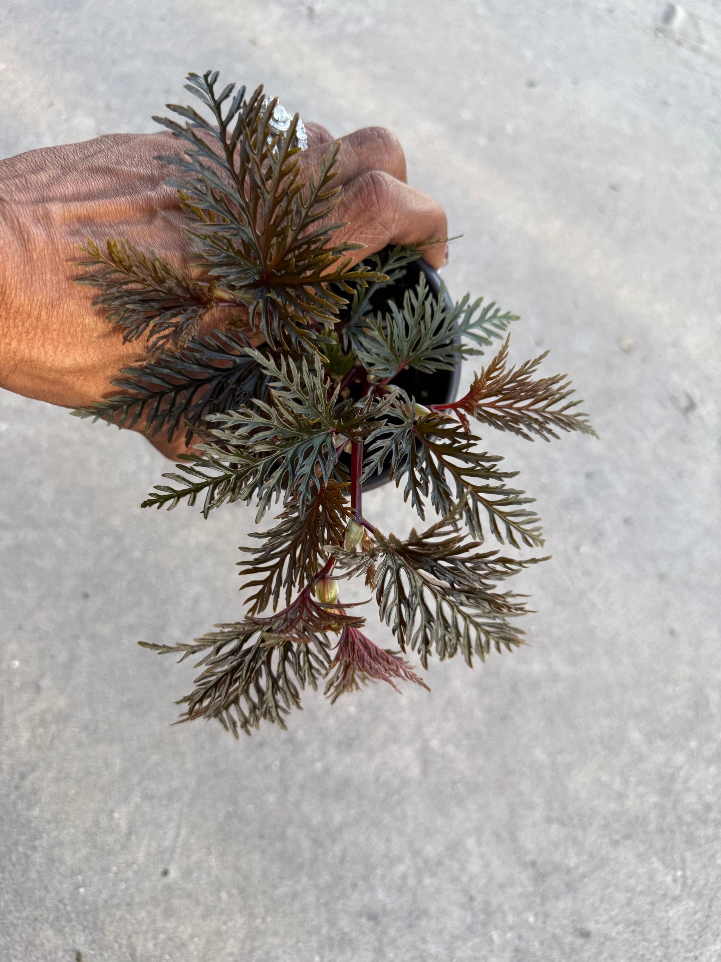 Begonia Bipinnatifida