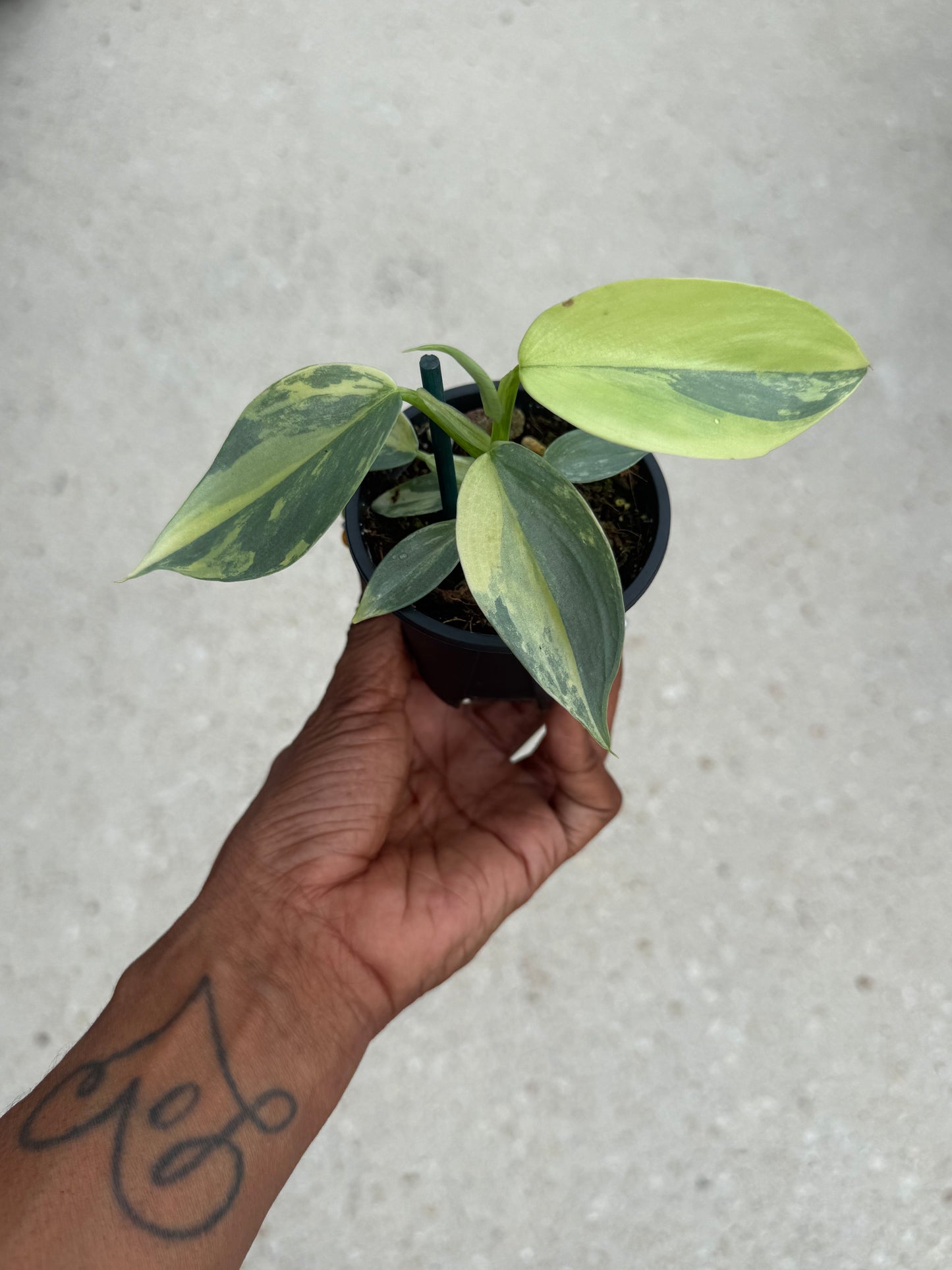 Philodendron Silver Sword Variegated