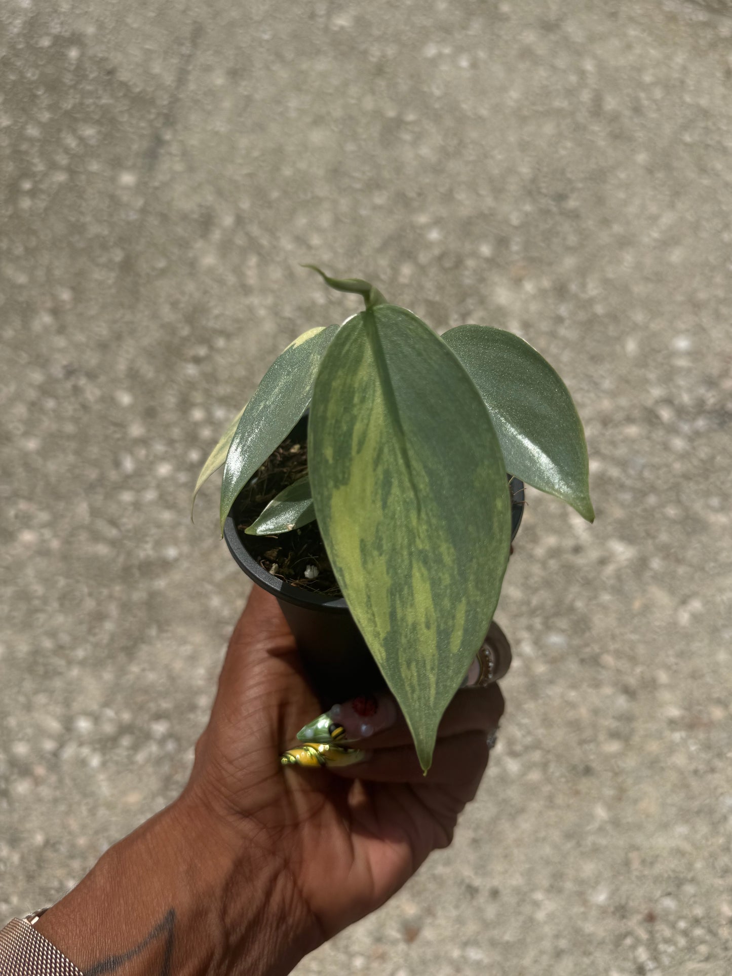 Philodendron Silver Sword Variegated