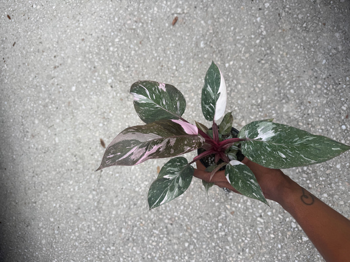 Philodendron Pink Princess Galaxy