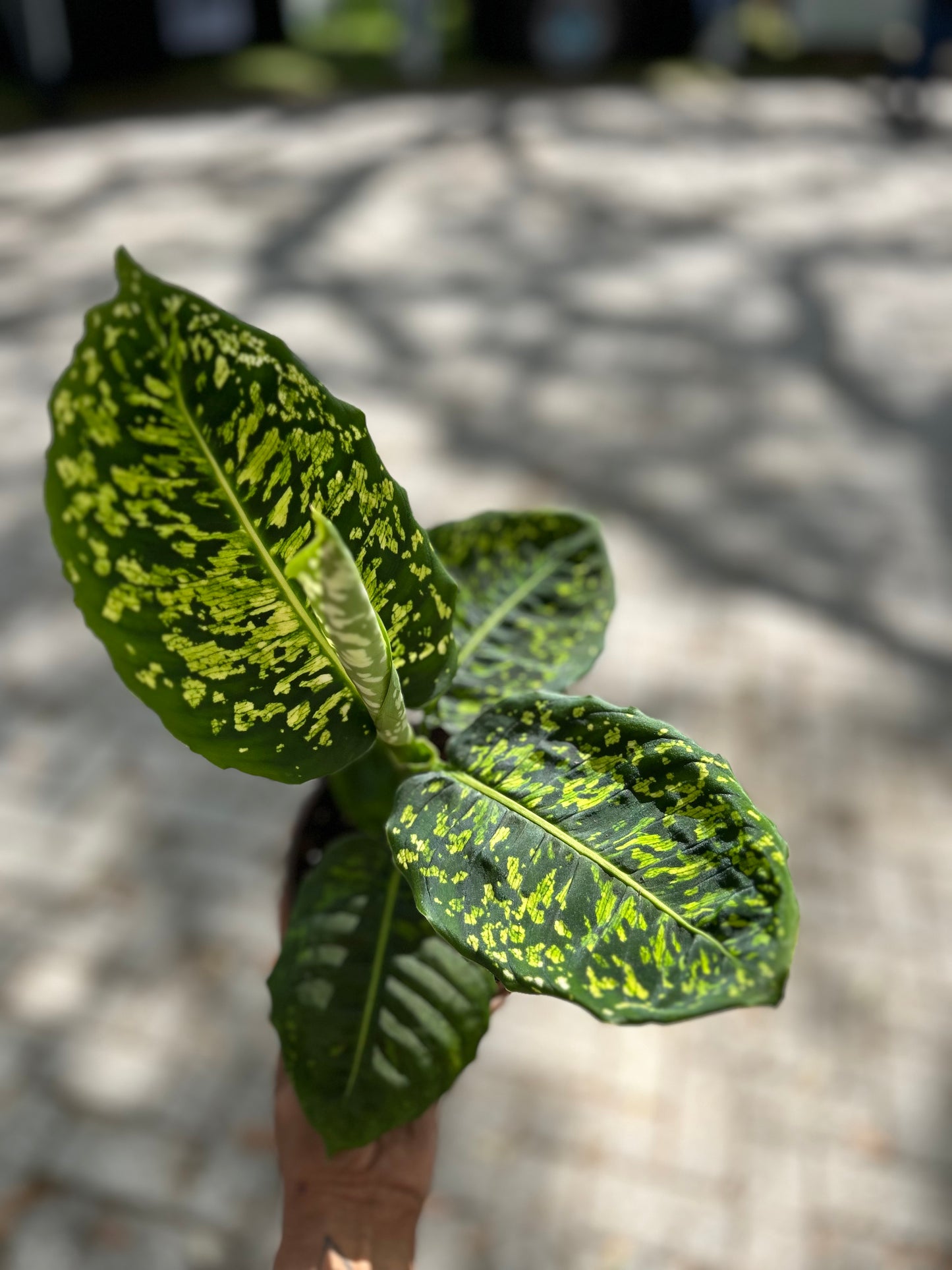 Dieffenbachia Reflector