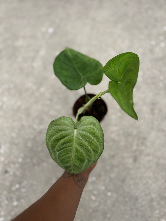 Syngonium Ice Frost