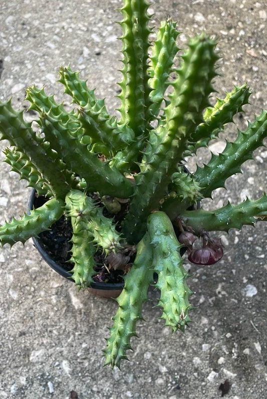 Huernia Schneideriana "Red Dragon"