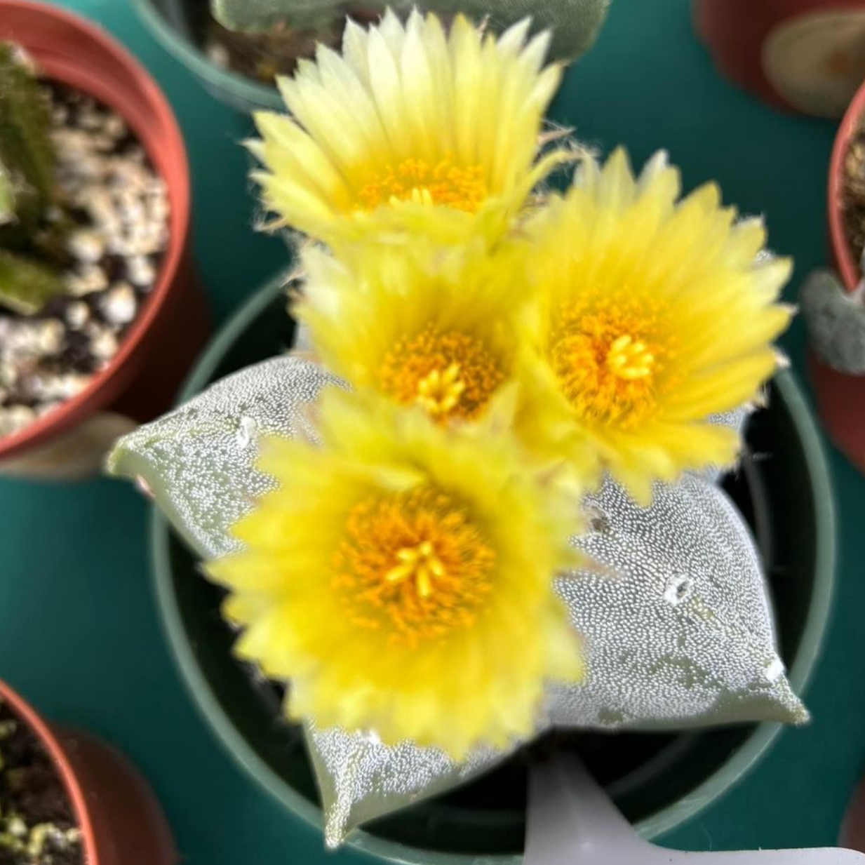 Astrophytum myriostigma - Bishop's Cap