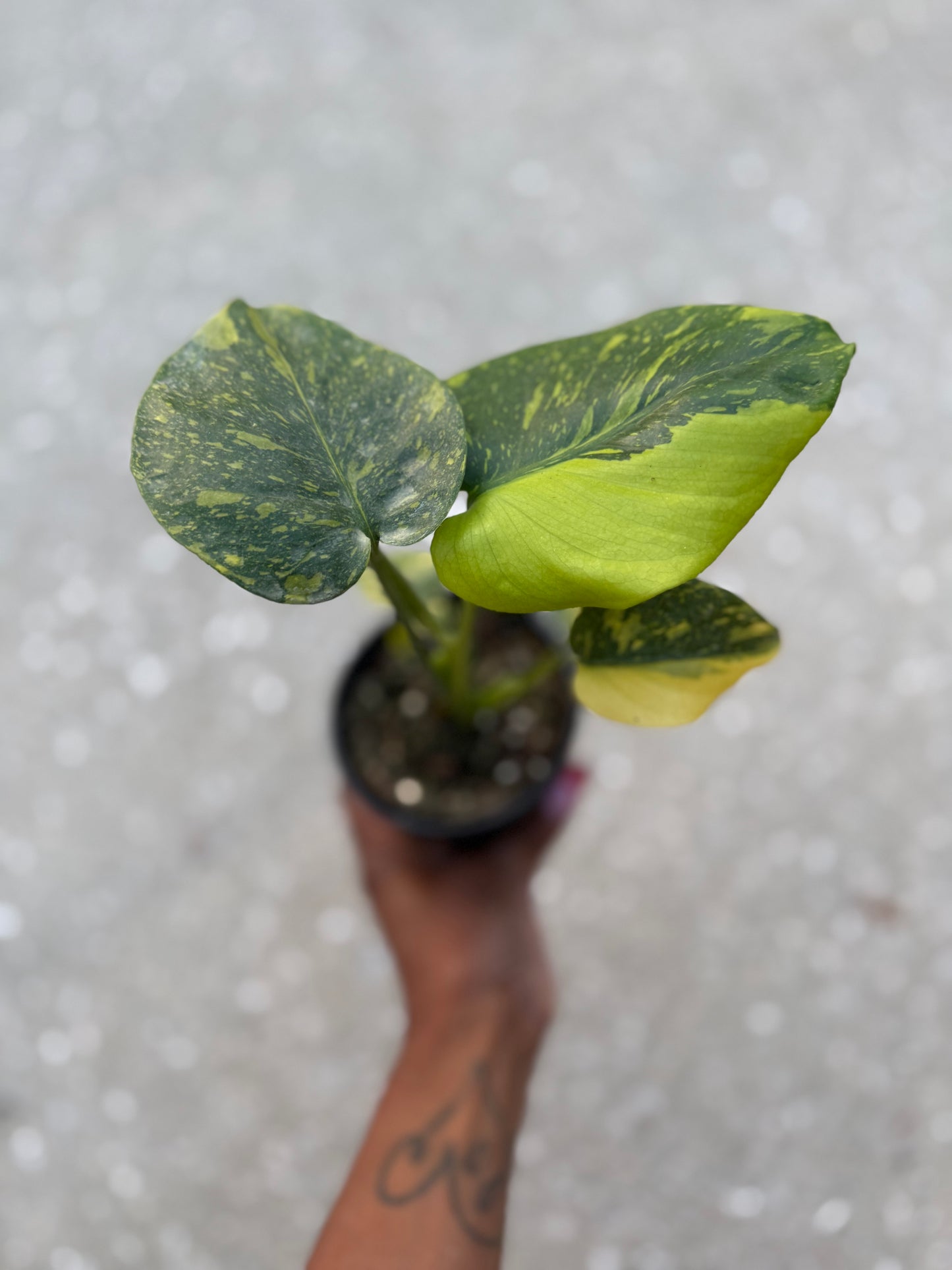 Monstera Electrolyte