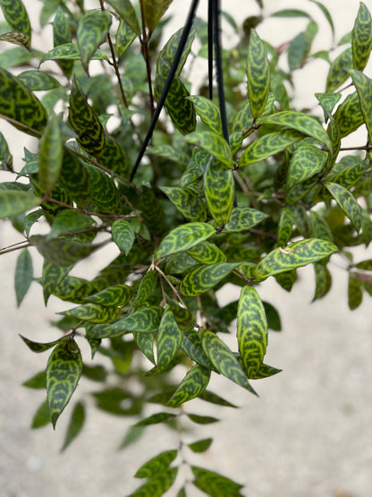 Aeschynanthus 'Lipstick Plant'