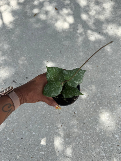 Hoya imbricata x cinnamomifolia