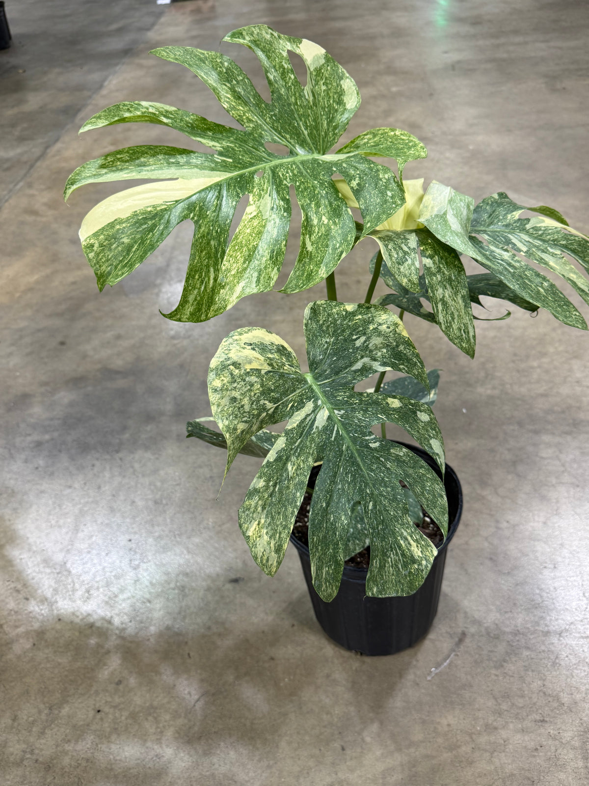Monstera Green Snow