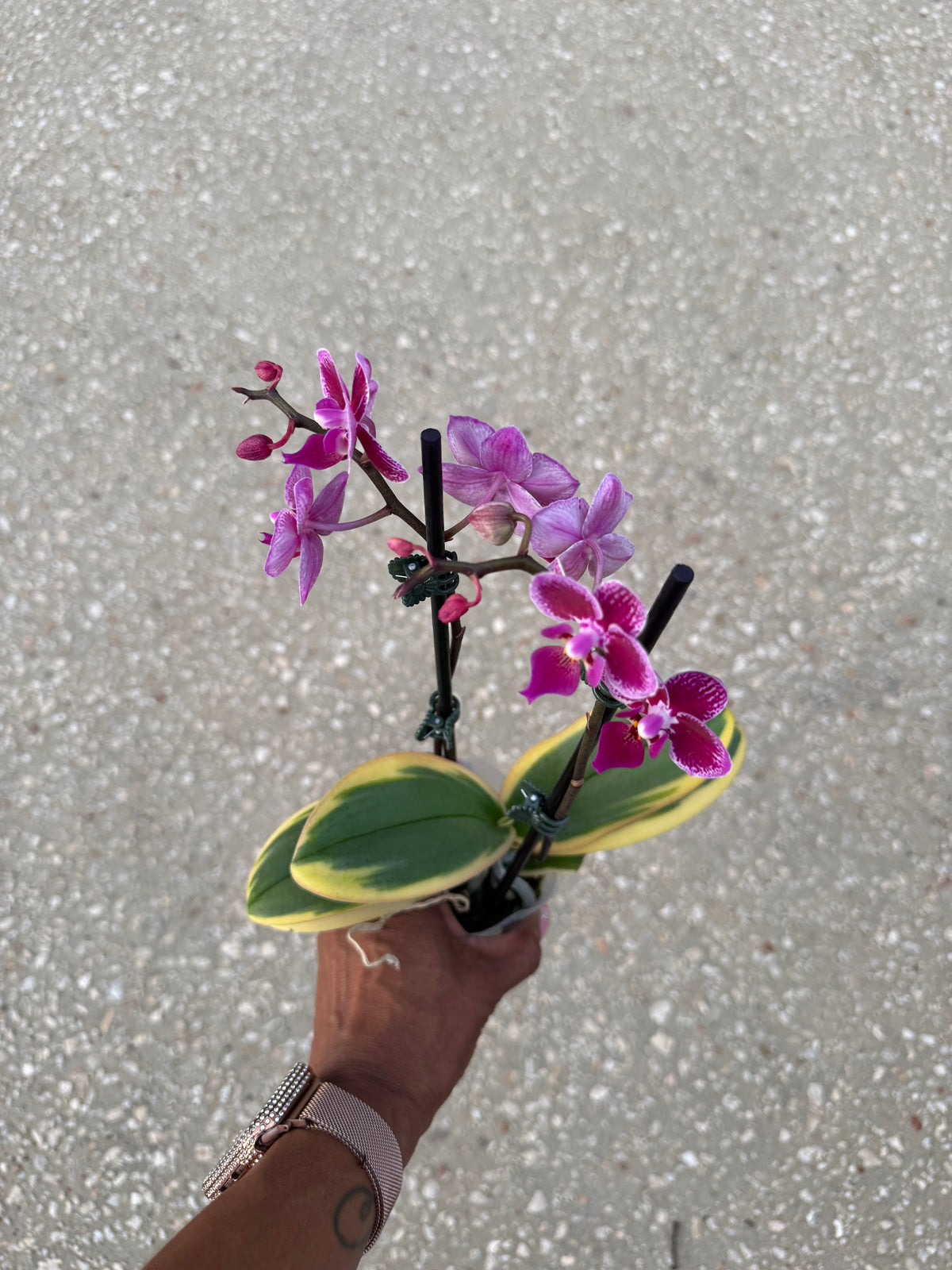 Variegated phalaenopsis orchid