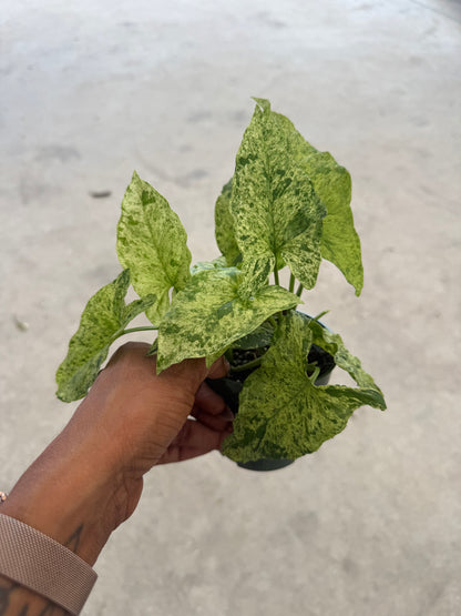 Syngonium Mottled Mojito