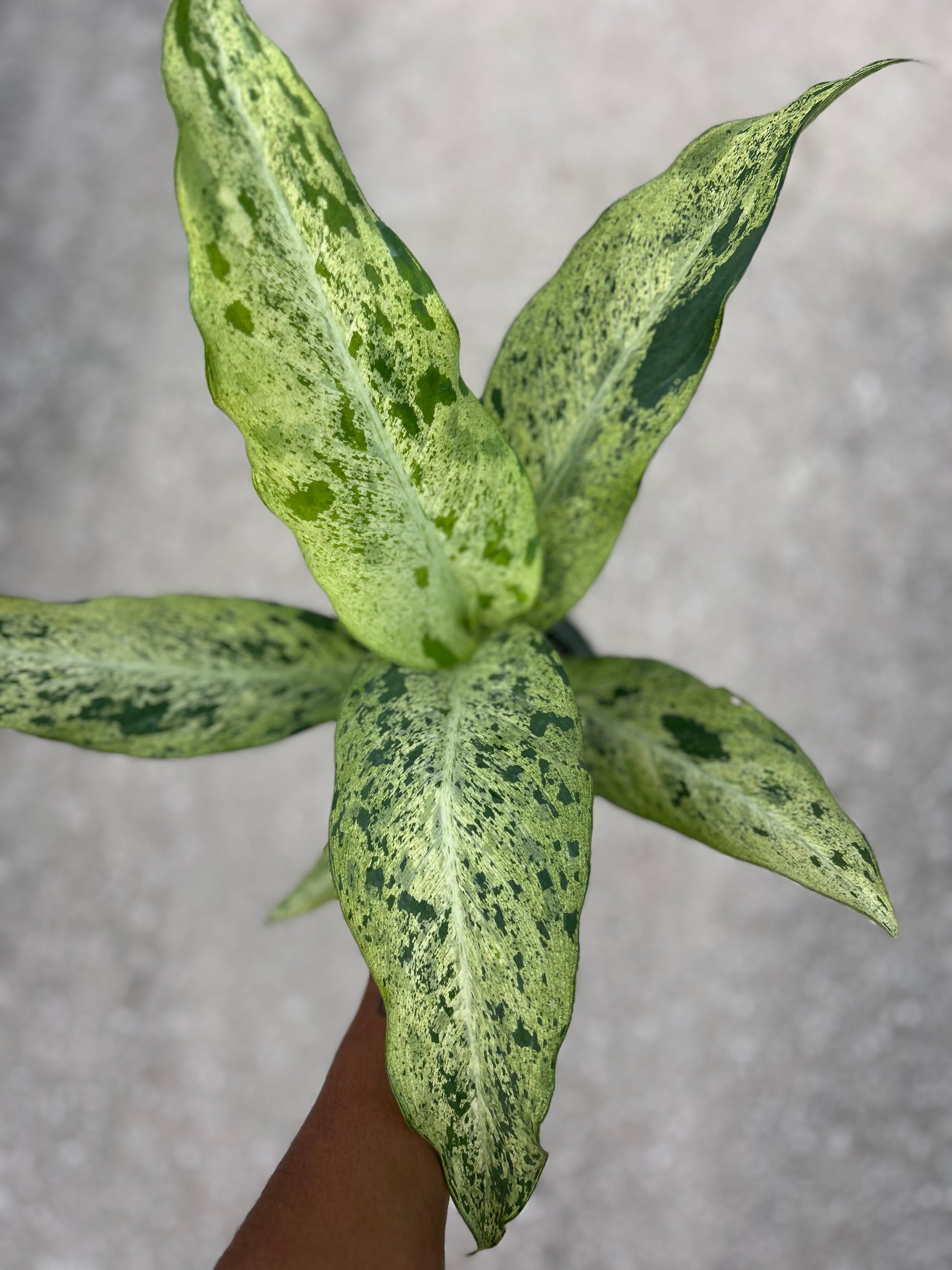 dieffenbachia milky way Dieffenbachia 'Maui Wowie' – Prop & Grow Plant Shop
