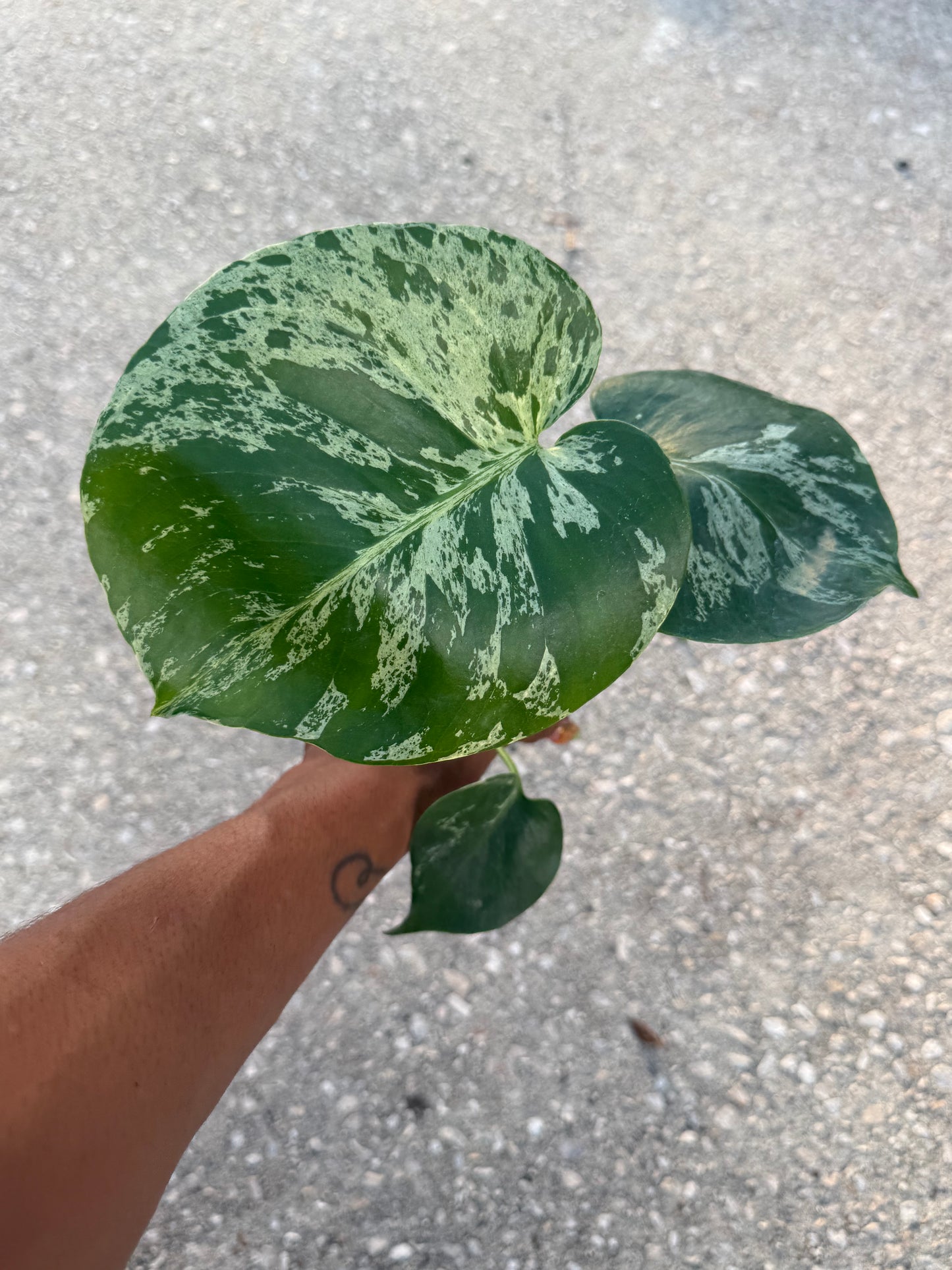 Monstera deliciosa 'Bulbasaur'