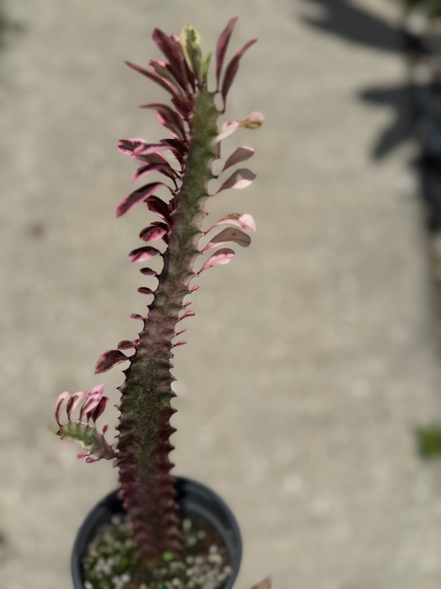 Euphorbia 'Trigona Royal Red'