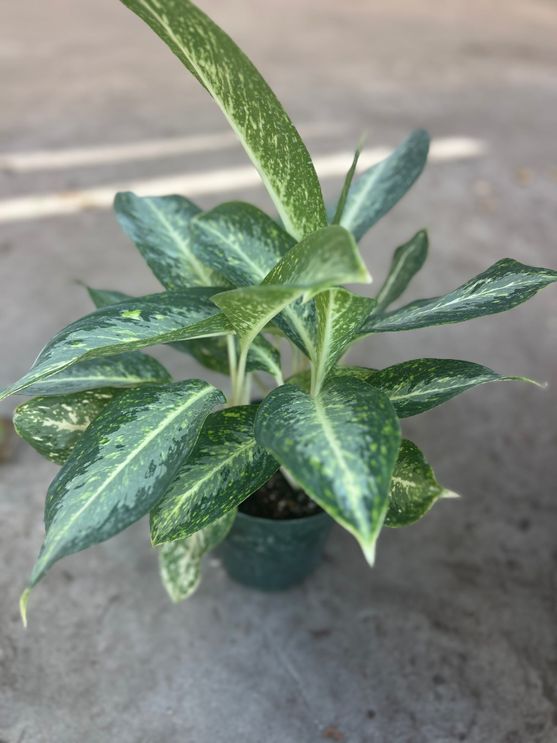 aglaonema milky way Aglaonema Commutatum “Milky Way” – Prop & Grow Plant Shop