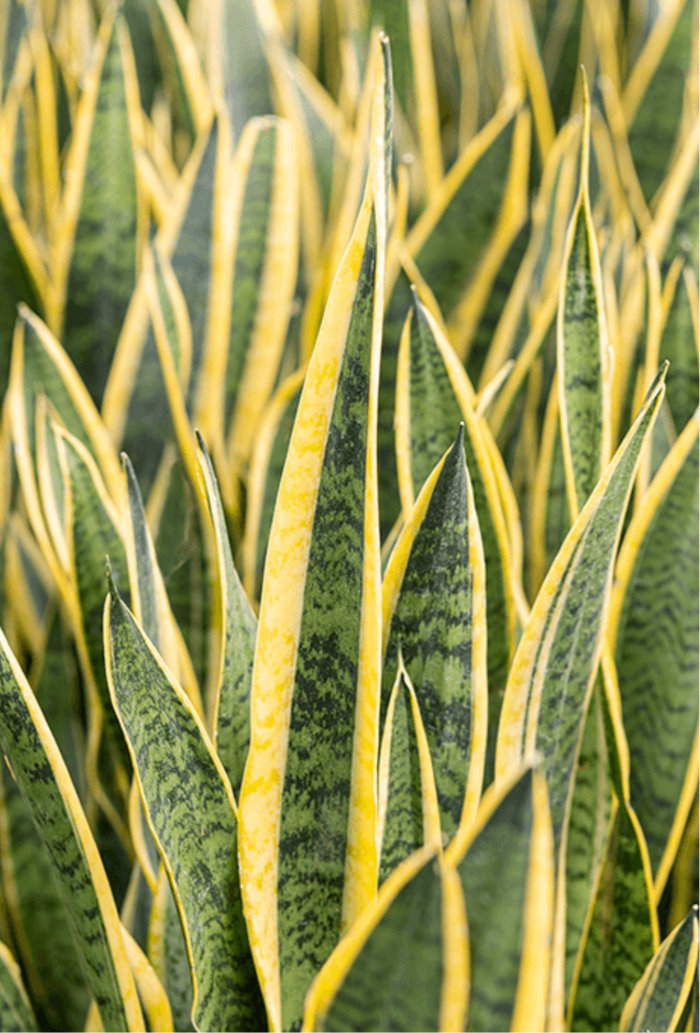Sansevieria Laurentii