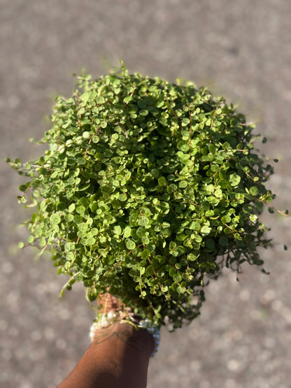 Peperomia Prostrata 'String of Turtles'