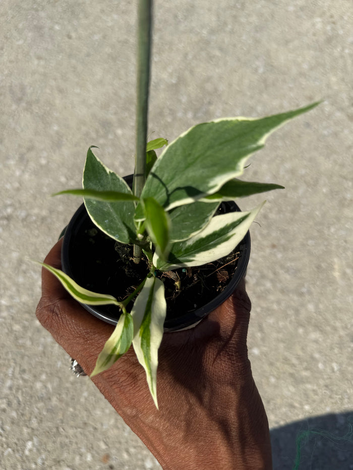Hoya Polyneura 'Albomarginata'