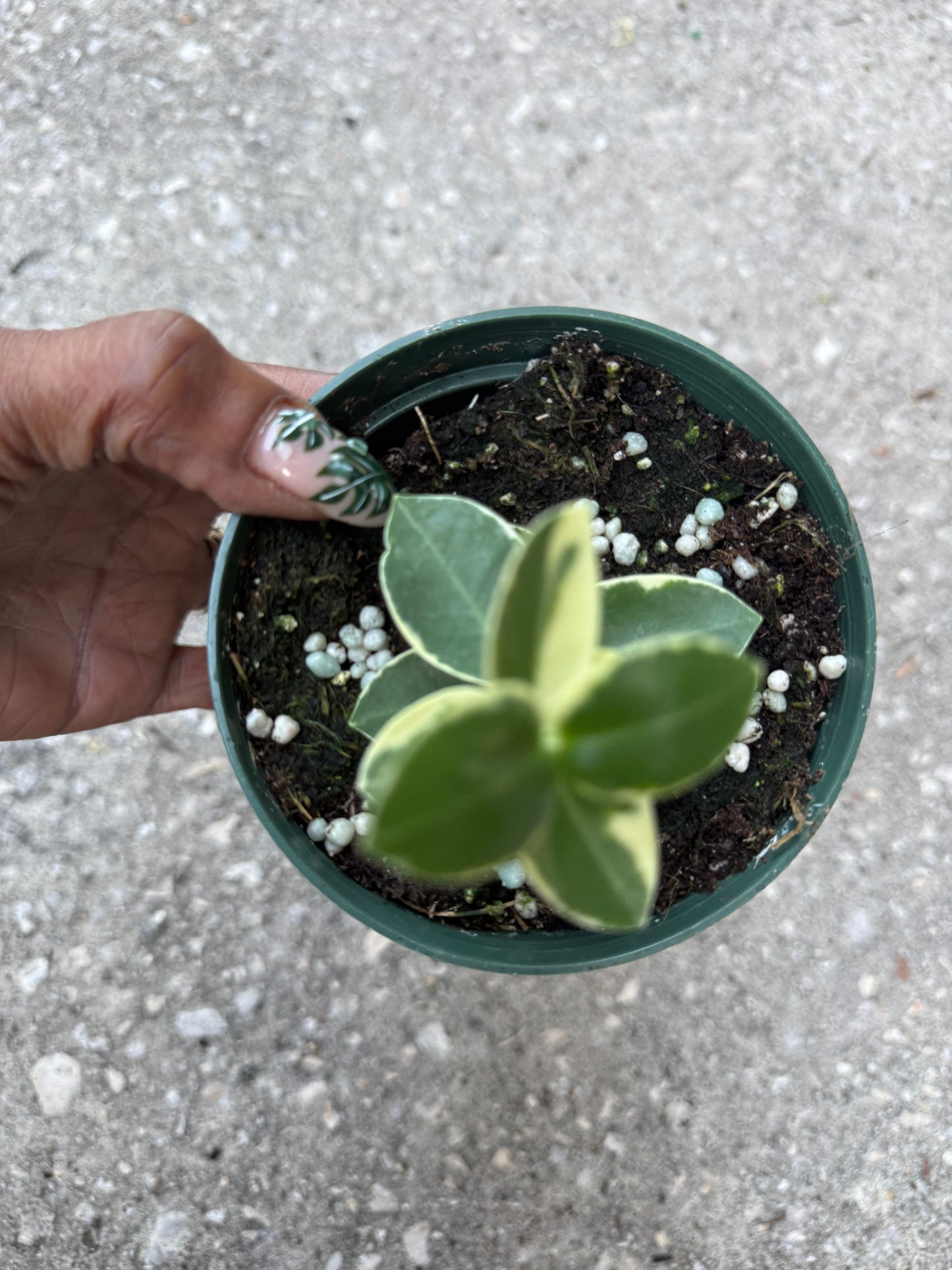 Hoya 'Cumingiana' albo